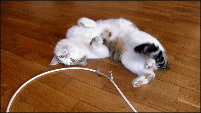 why-do-cats-chew-on-wires-petschoolclassroom