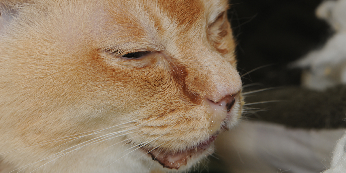 Can Cats Die of an Eye Infection? PetSchoolClassroom