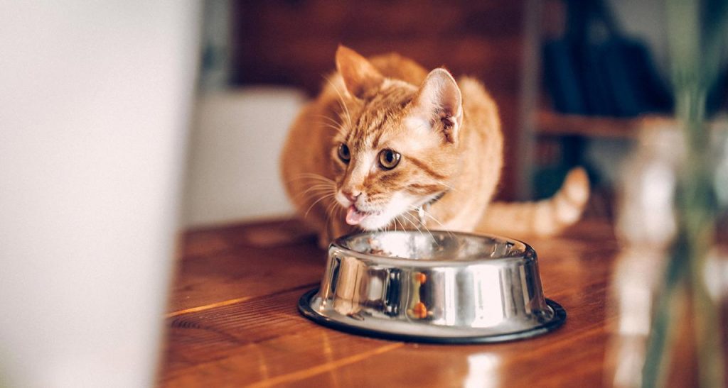 how-often-do-cats-need-to-eat-petschoolclassroom