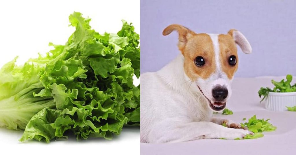 can dogs eat lettuce - PetSchoolClassroom