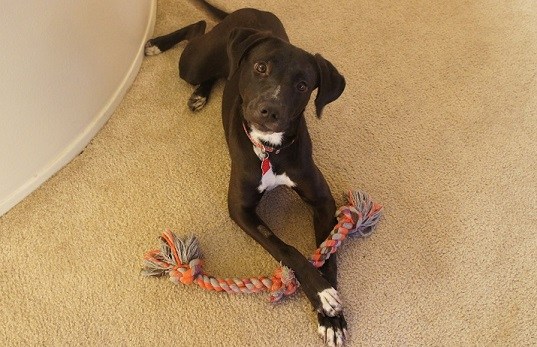 how to keep your dog from chewing the carpet - PetSchoolClassroom