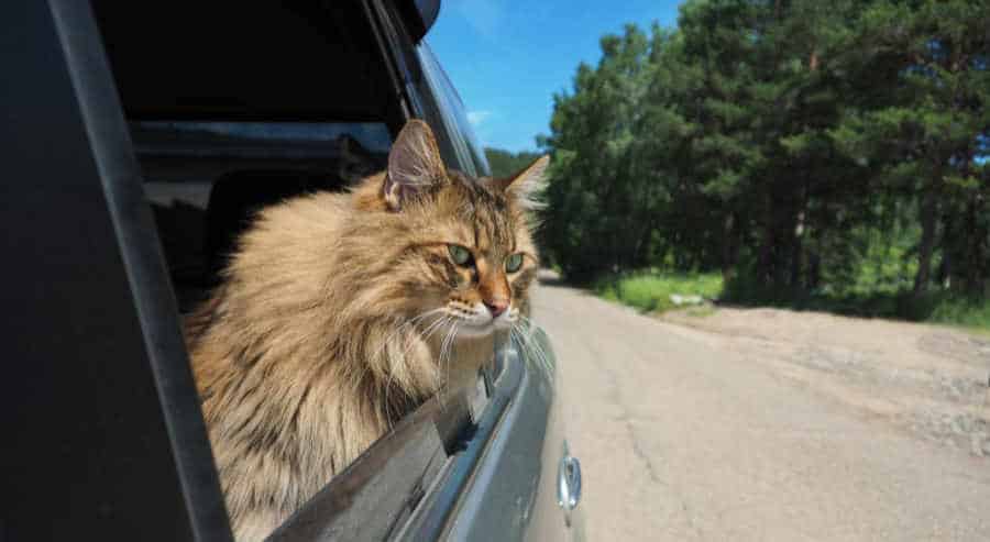  Can Cats Die From Motion Sickness PetSchoolClassroom