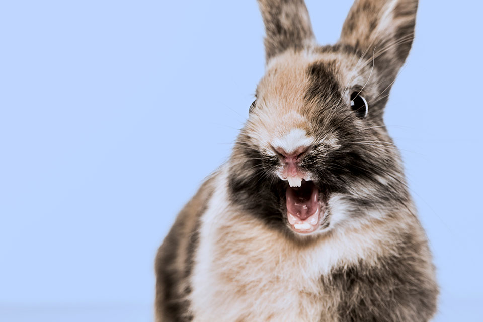 can-rabbits-die-of-fright-petschoolclassroom