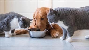 Can Cats Drink Dog Formula? - PetSchoolClassroom