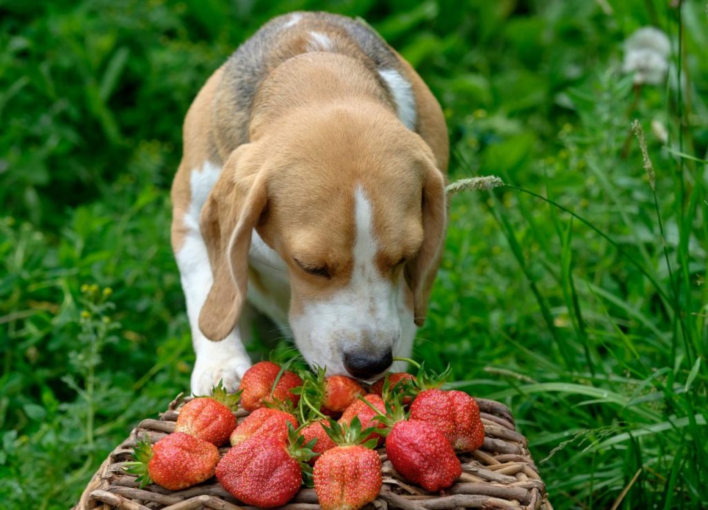 Can dogs eat raspberries? - PetSchoolClassroom