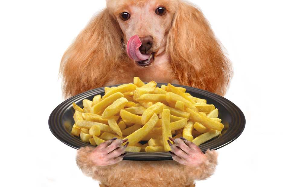 can french fries kill dogs