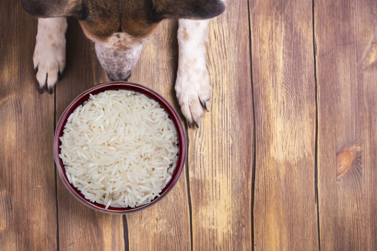 Can dogs eat rice? - PetSchoolClassroom