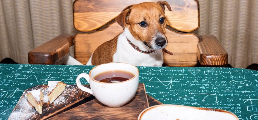 Can Dogs Drink Tea? - PetSchoolClassroom