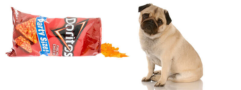 Can Dogs Eat Doritos? - PetSchoolClassroom