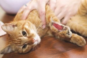 Can Cats Die from Internal Bleeding? - PetSchoolClassroom