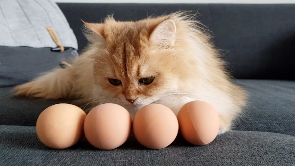 Can Cats Eat Boiled Eggs? PetSchoolClassroom