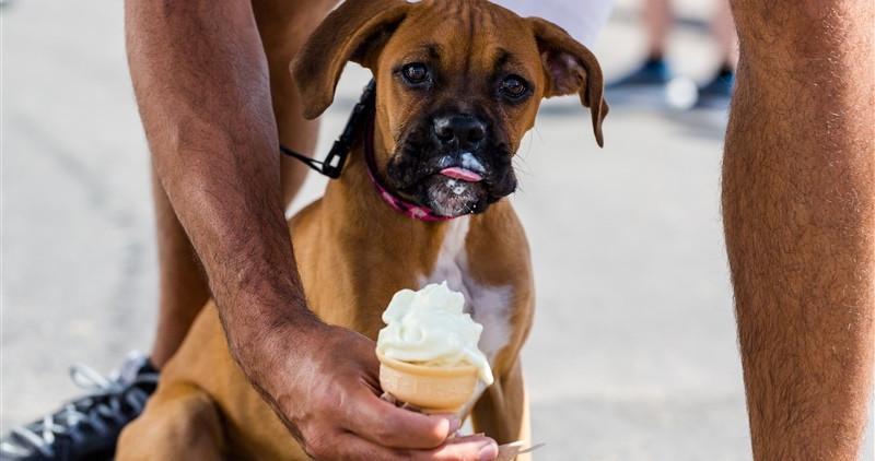 Can dogs eat ice? - PetSchoolClassroom