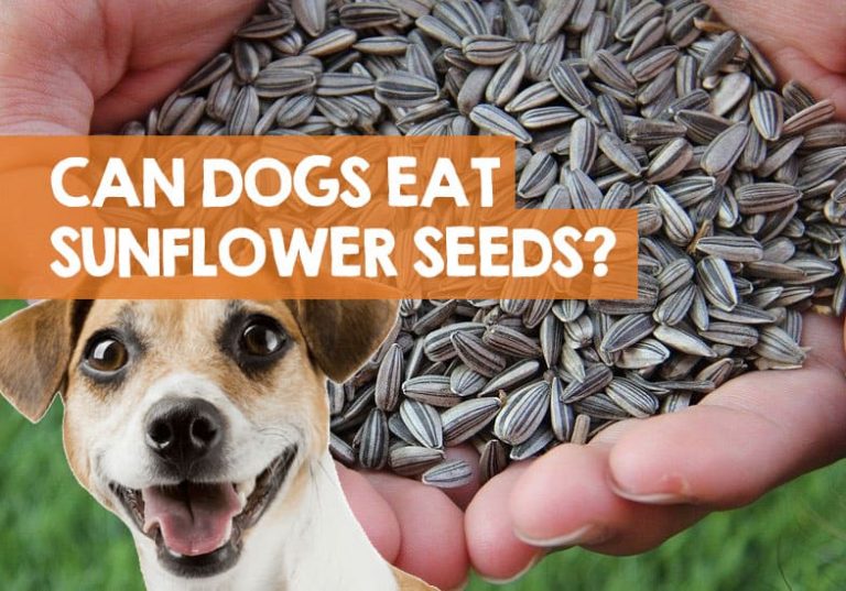 Can dogs Eat Sunflower Seeds - PetSchoolClassroom