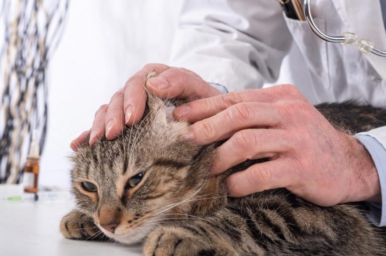 CAN CATS DIE FROM AN EAR INFECTION? PetSchoolClassroom