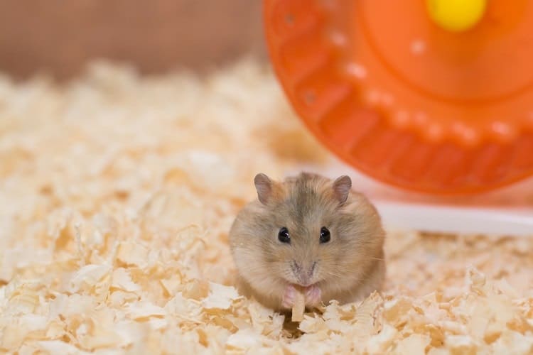 How to Take Care of a Hamster for Beginners - PetSchoolClassroom