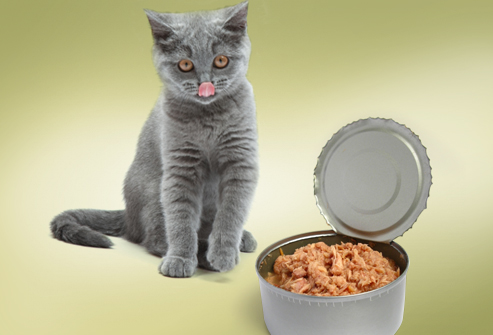 jiu rf photo of cat looking at can of tuna 1