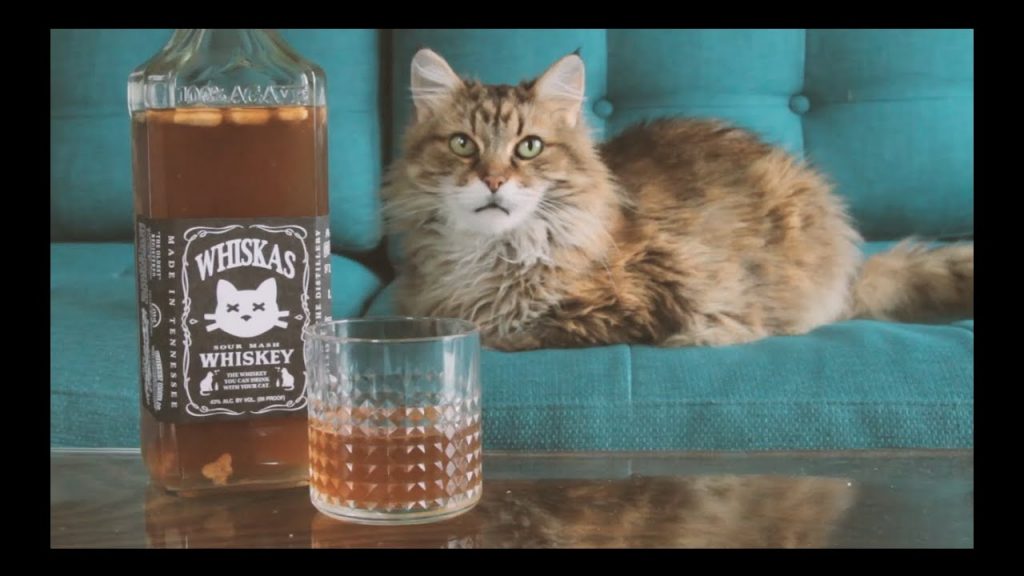 can-cats-drink-whiskey-petschoolclassroom