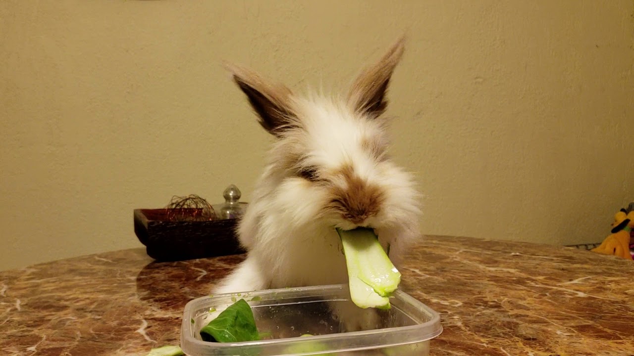 Can Rabbits Eat Bok Choy? PetSchoolClassroom