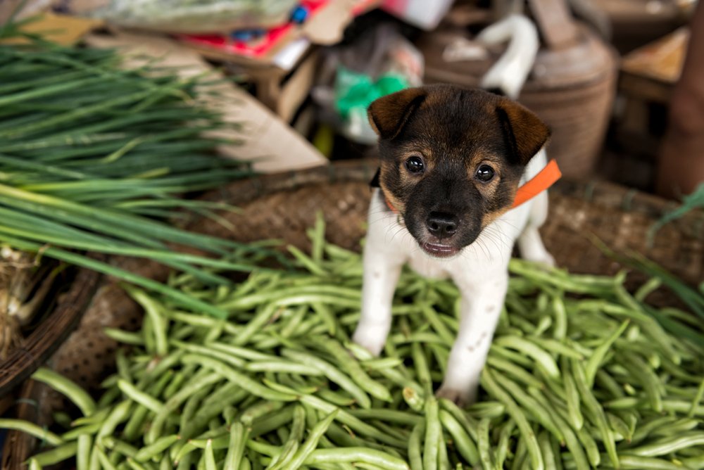 Can My Dog Eat Green Beans PetSchoolClassroom