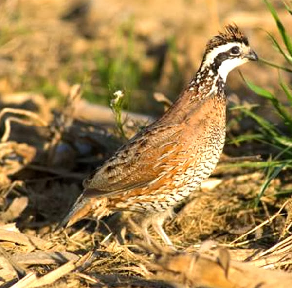 can-quails-eat-rosemary-petschoolclassroom