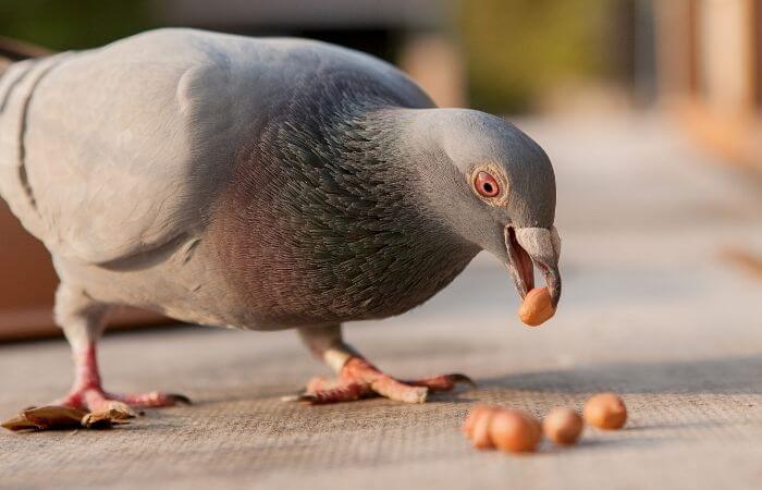 Can Pigeons Eat Peanuts? - PetSchoolClassroom