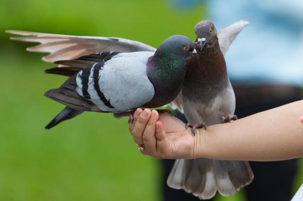 Can pigeons eat sesame seeds - PetSchoolClassroom