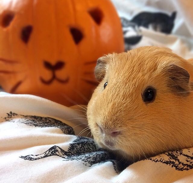 Can Guinea Pigs eat pumpkin seeds? - PetSchoolClassroom
