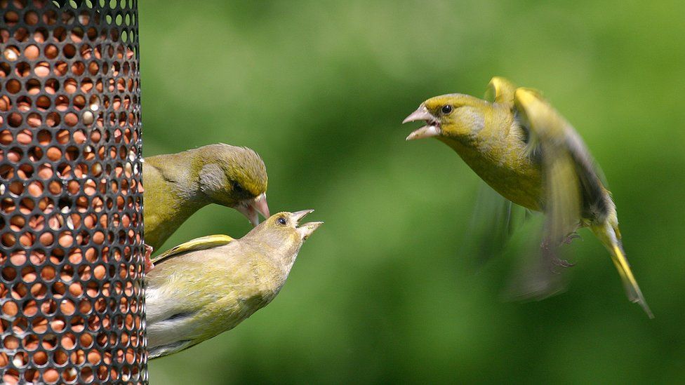 Feed the birds, but be aware of risks, say wildlife experts - BBC News