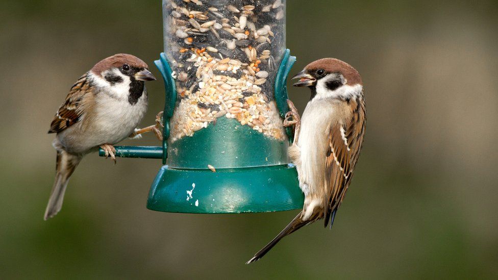 Feed the birds, but be aware of risks, say wildlife experts - BBC News