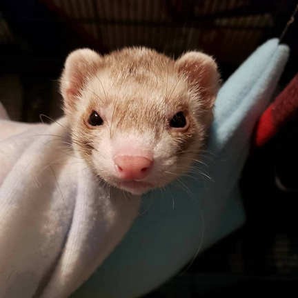 What Can Ferrets Eat — Ferret Food — Things You Should Know | by Sweet Ferret | Medium