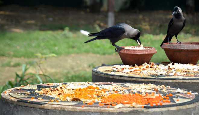 Feed birds, but with care