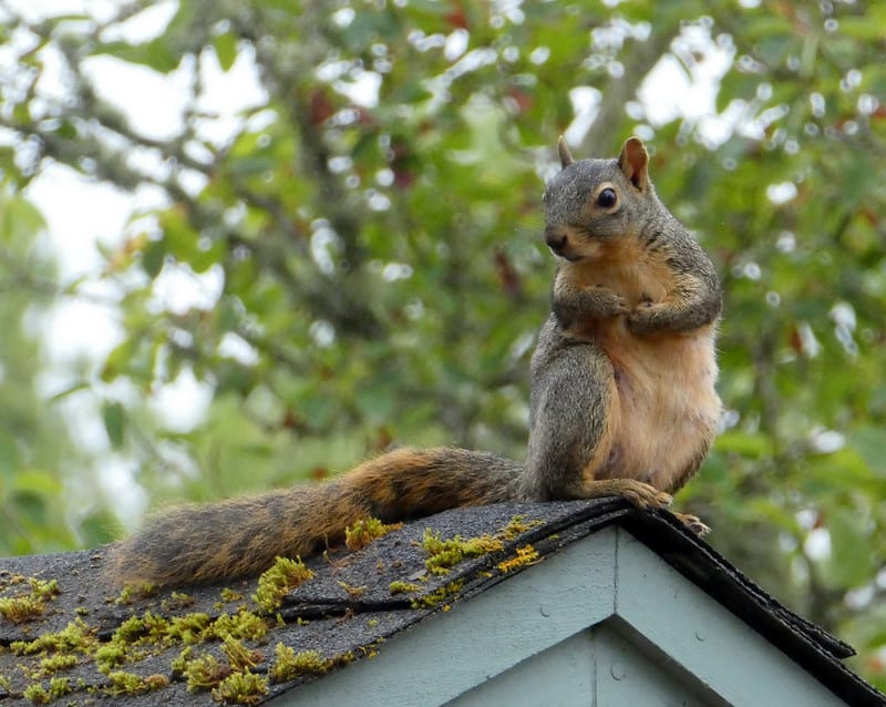 Can dogs eat squirrel meat? - PetSchoolClassroom