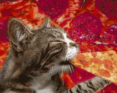 Psychedelic Pepperoni - Psychedelic Animated gifs | Pizza cat, Cat gif, Cats