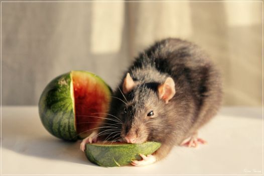 My own watermelon by Triumfa | Cute rats, Rats, Pet rats