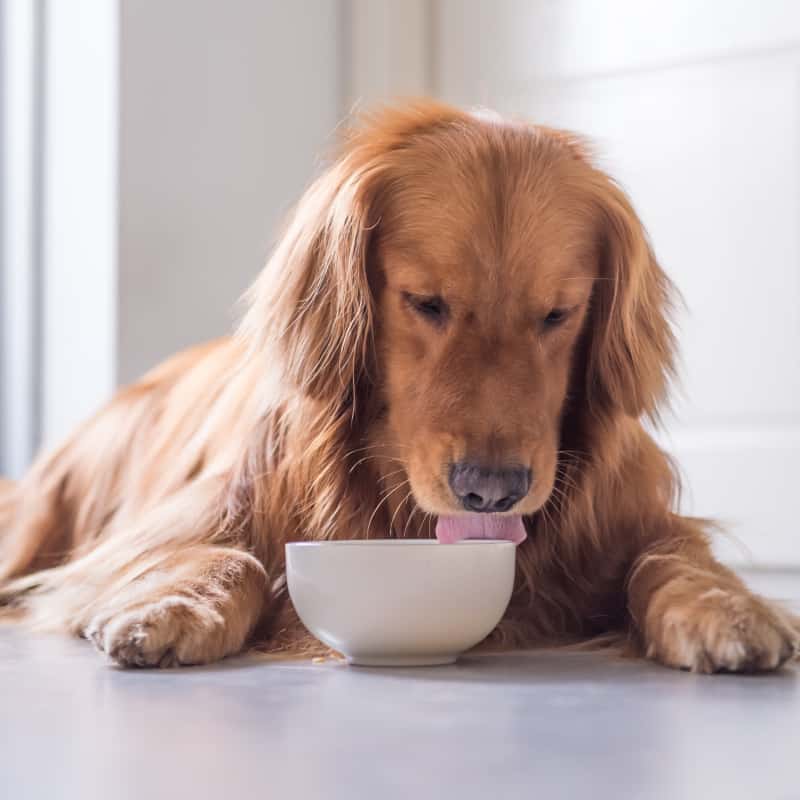 Bone Broth for Dogs & Other Pets: Top 5 Benefits + Recipes - Dr. Axe