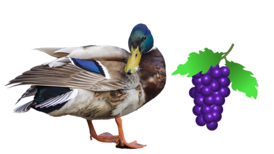 Can Ducks Eat Grapes? - Animal Hype