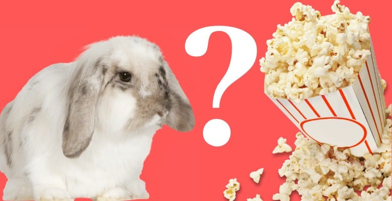 Can Rabbits Eat Popcorn? – Bunny Advice