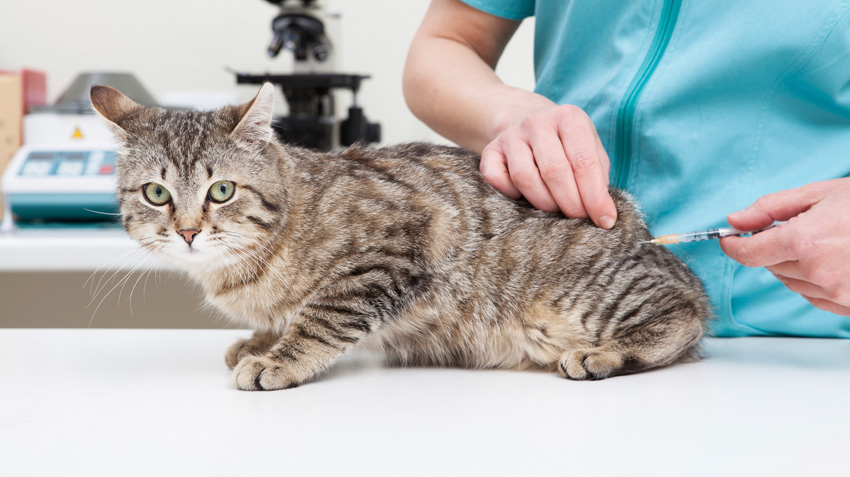 Allergic Reactions to Pet Vaccines | Pet Health Insurance & Tips
