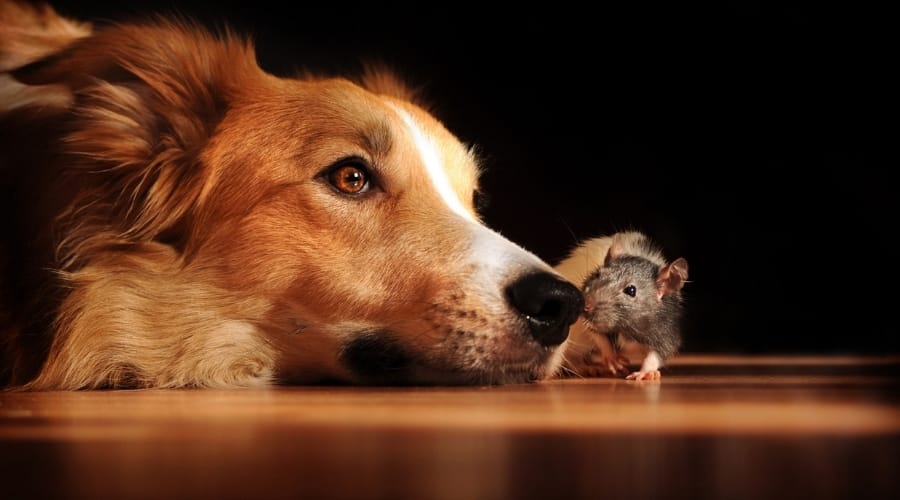 Help! My Dog Ate a Mouse! What Should I Do Now?