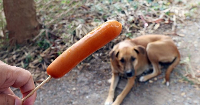 Can Dogs Eat Hot Dogs?