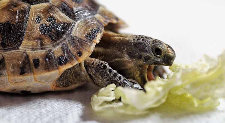 What Can Turtles Eat from Human Food? Including Food List – TurtleOwner.com