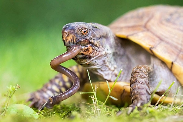 What Do Box Turtles Eat? Expert Diet & Feeding Guide |