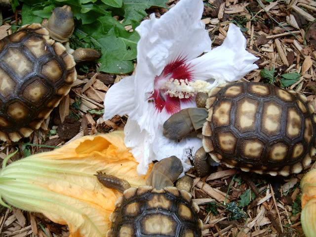 Pin on Tortoise Diet