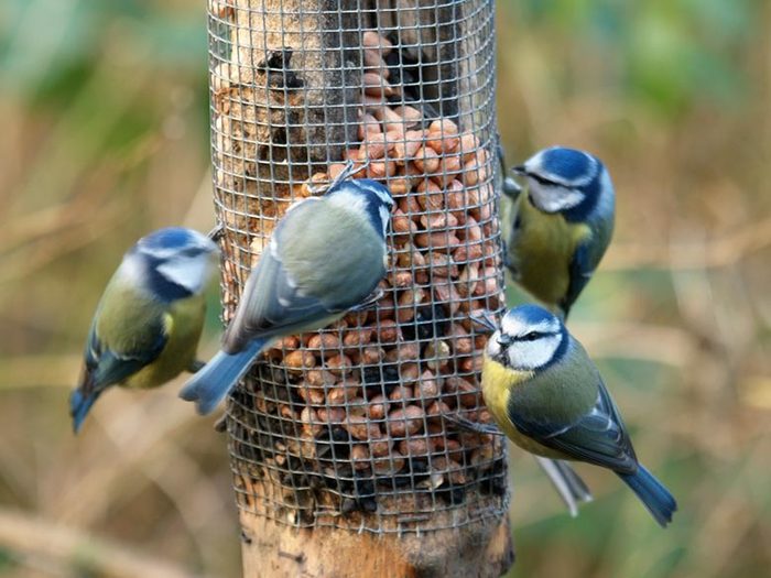 Attracting Birds to Your Feeder - Yard Envy