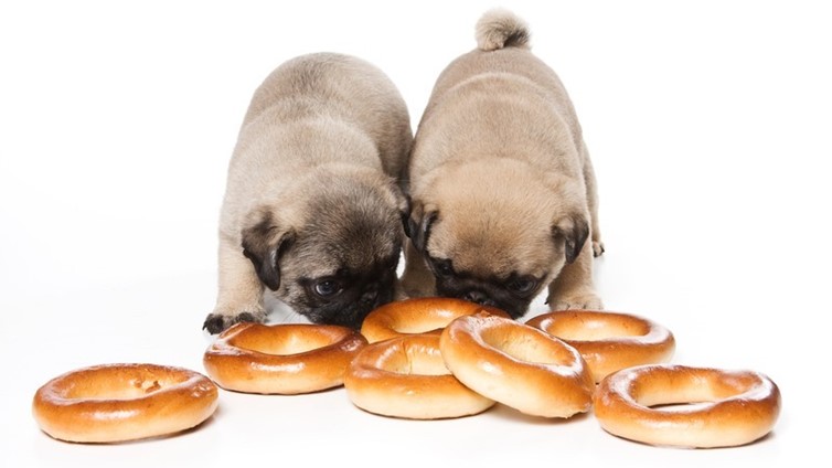 can-my-dog-eat-bread-petschoolclassroom