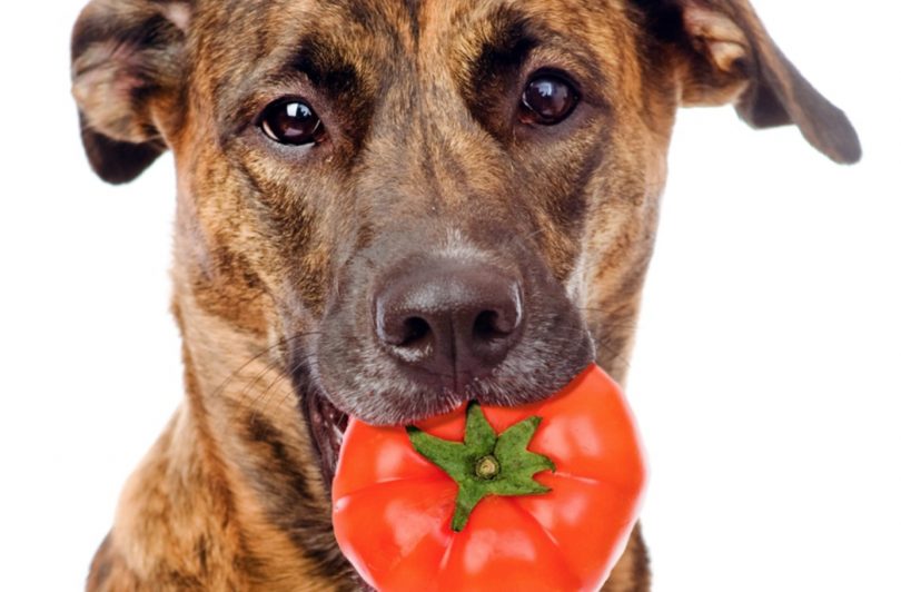 Can Dogs Eat Tomatoes? Health Benefits, Side Effects & Tips