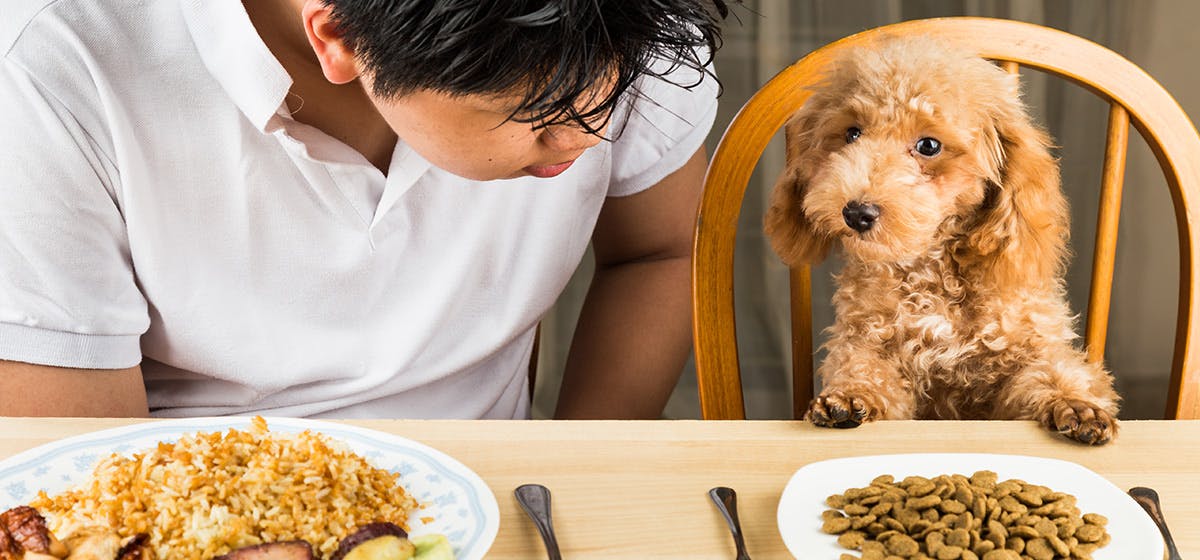 Can Dogs Taste Hot Food? - Wag!