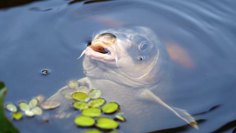 Do fish eat corn? - PetSchoolClassroom