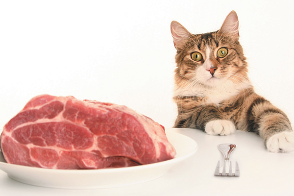 What Kind of Raw Meat Can a Cat Eat? PetSchoolClassroom