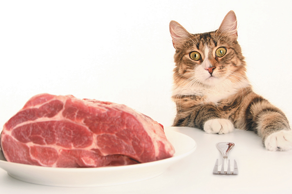 A Raw Food Diet for Cats — What are the Pros and Cons? - Catster